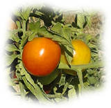 la tomate est fréquemment touchée