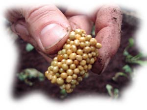 très pratique : les cônes, à disposer directement dans les pots