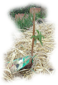 Paillage sur framboisier