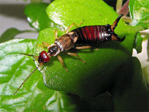 Perce (ou pince) oreilles