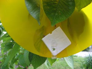 Leurre attractif pour mouche de la cerise