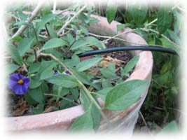 un solanum en pot avec micro-arrosage