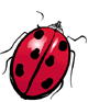 coccinelle