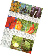 catalogue de graines