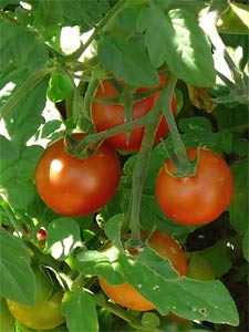 tomates cerises en grappe