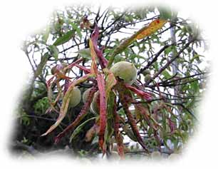 infection de cloque généralisée