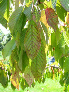 Coryneum sur feuilles de cerisier