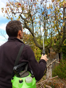 Traitement d'un arbre fruitier à l'automne