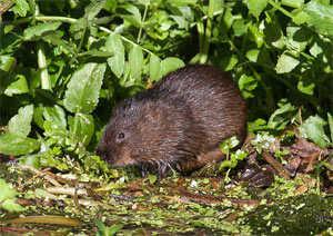 Rat taupier ou campagnol Rat taupier ou campagnol