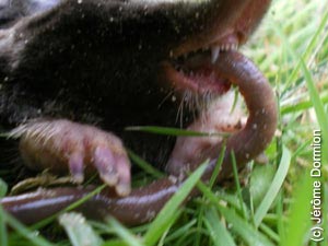 Taupe dévorant un vers de terre