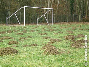 Dégâts de taupinières sur un terrain