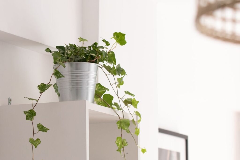 10 plantes d'intérieur increvables : les meilleures variétés pour débuter