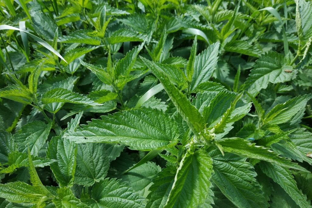 Purin d’ortie : recette et dosage exact au jardin
