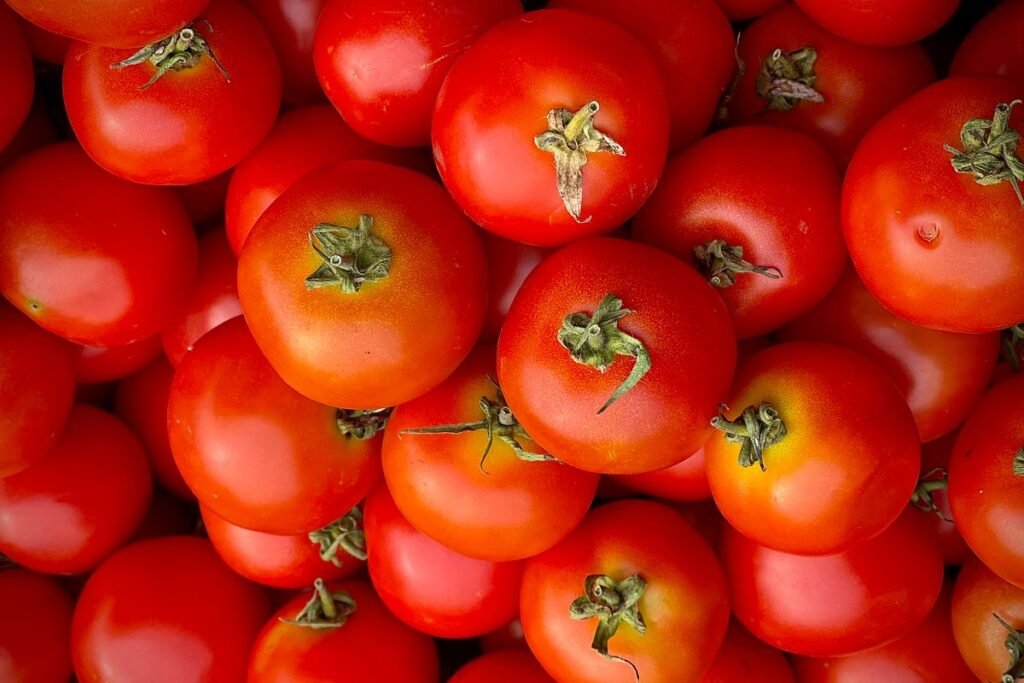 Quand semer les tomates : le calendrier complet